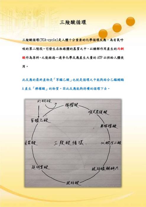 優選-鄭宇翔_三羧酸循環 優選-鄭宇翔_三羧酸循環