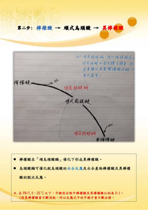 優選-鄭宇翔_三羧酸循環 優選-鄭宇翔_三羧酸循環