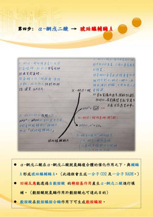 優選-鄭宇翔_三羧酸循環 優選-鄭宇翔_三羧酸循環