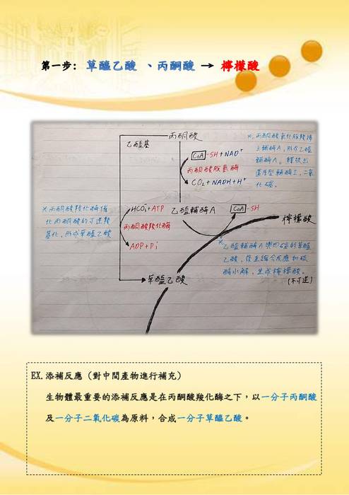 優選-鄭宇翔_三羧酸循環 優選-鄭宇翔_三羧酸循環