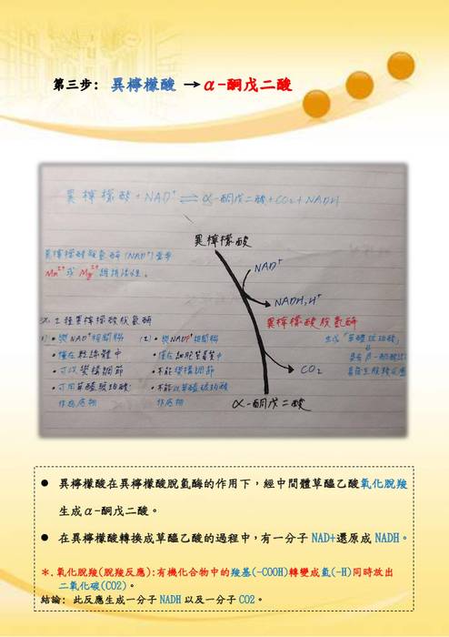 優選-鄭宇翔_三羧酸循環 優選-鄭宇翔_三羧酸循環