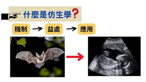 113學年度學習成果發表會-特優獎：董慧婕-仿生實驗