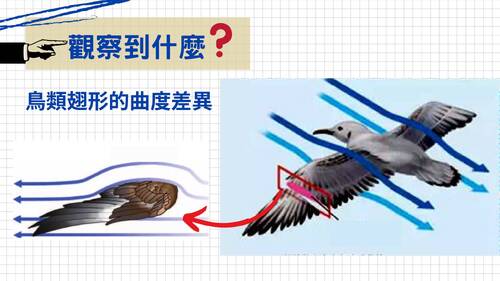 113學年度學習成果發表會-特優獎：董慧婕-仿生實驗