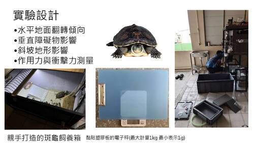113學年度學習成果發表會-優選獎：邱昱嘉、陳昱安、張劭齊-翻轉吧！斑龜